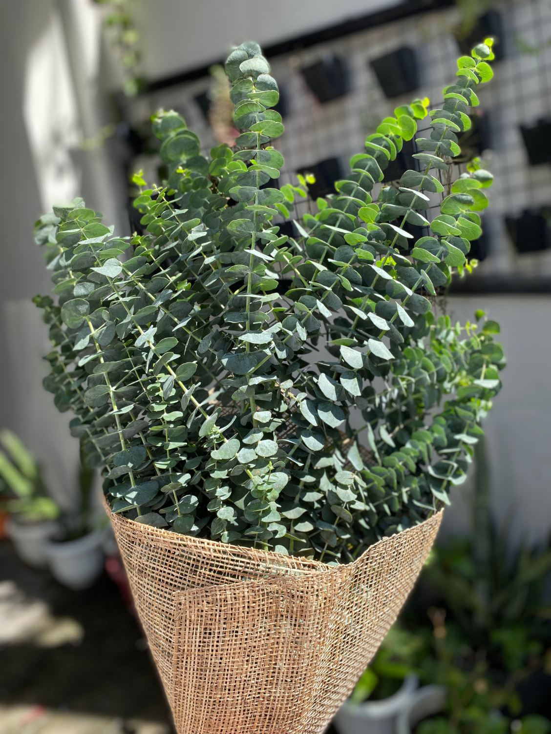 Fresh Eucalyptus Bundle