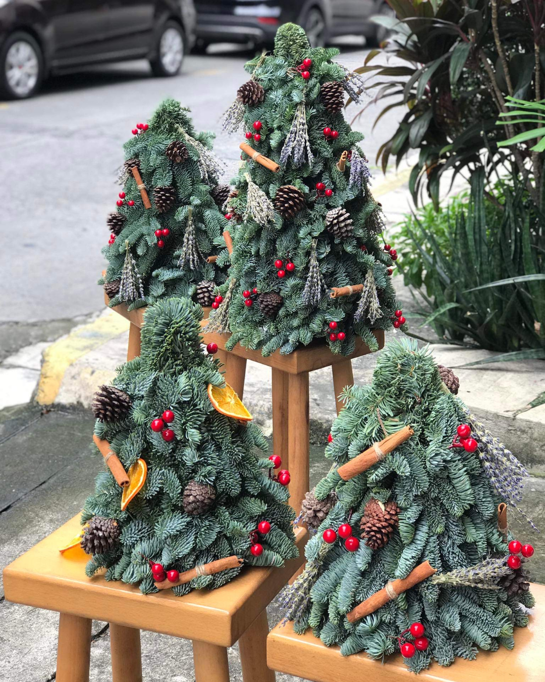 Nobilis Pine Tree